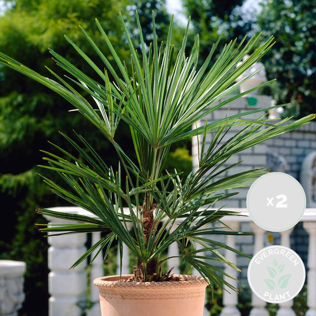 Bloomique - Set de 2 - Washingtonia robusta - Palmera de abanico mexicana - Palmera resistente - Plantas de jardín - Altura 80-100 cm - Maceta 21 cm