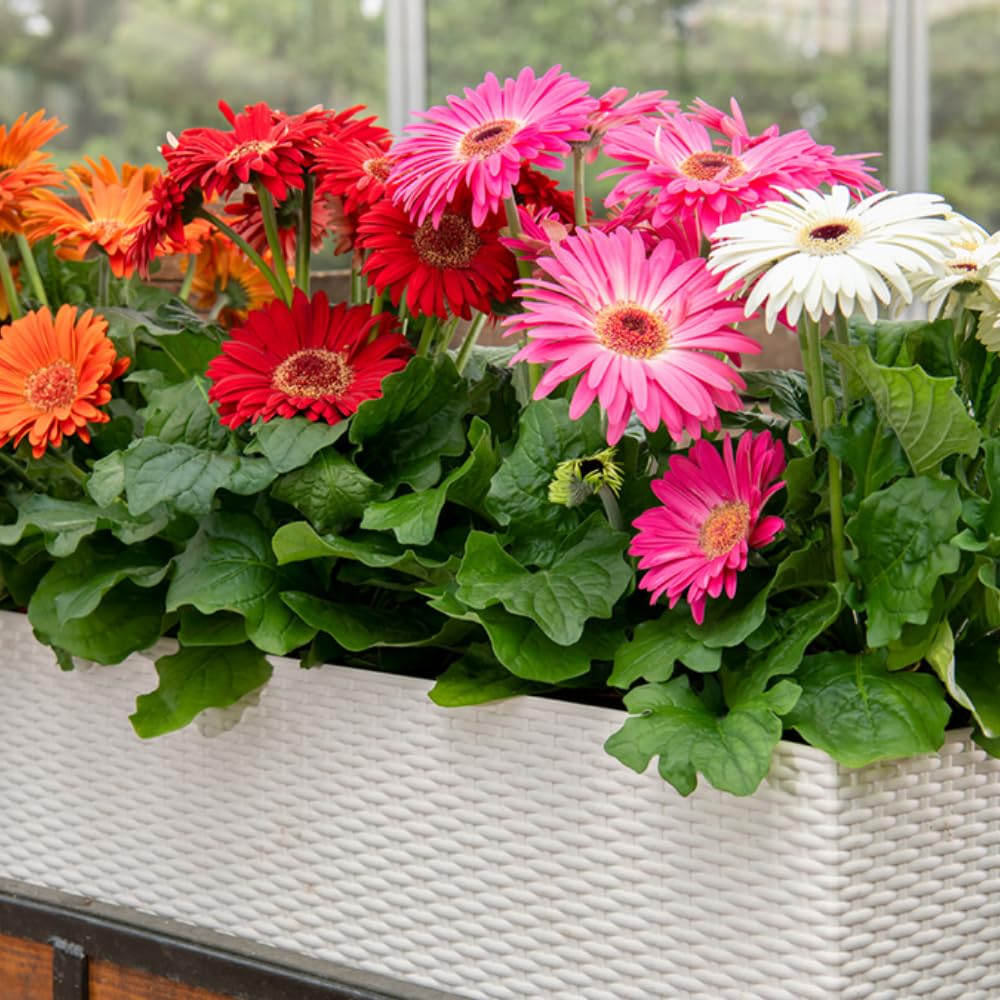 Amazon.com : 2 Daisy Plants, Mix Gerbera Daisy Live Plants, 4 to 6 Inches  Tall, Gerbera Daisy Plant No Pot, Daisy Live Plant, Daisy Plants Live for  Gardening : Patio, Lawn & Garden