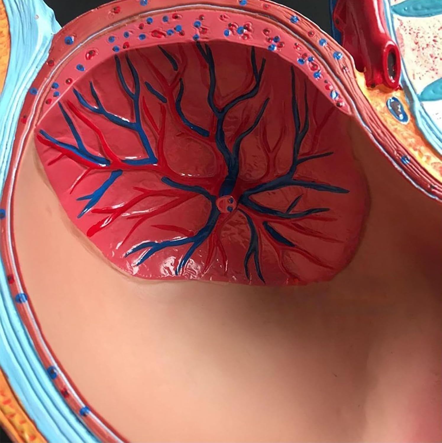 Human Female Pelvic Anatomy Model, 4-Part 9 Months Infant Fetus Model, Life-Size, with Removable Organs, for Medical Dissection