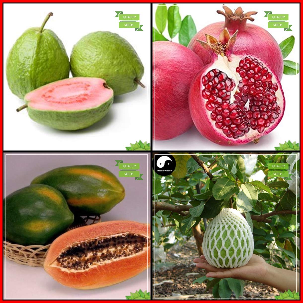 See full amazon price history chart for Creative Farmer Pack Seeds Combo Fruit : Guava, Pomagranate, Papaya, Thailand Guava Tree Seeds Kitchen Garden Pack Creative Farmer Pack Seeds Combo Fruit : Guava, Pomagranate, Papaya, Thailand Guava Tree Seeds Kitchen Garden Pack (B07HTHG2ZX) Amazon Price History, Amazon Price Tracker