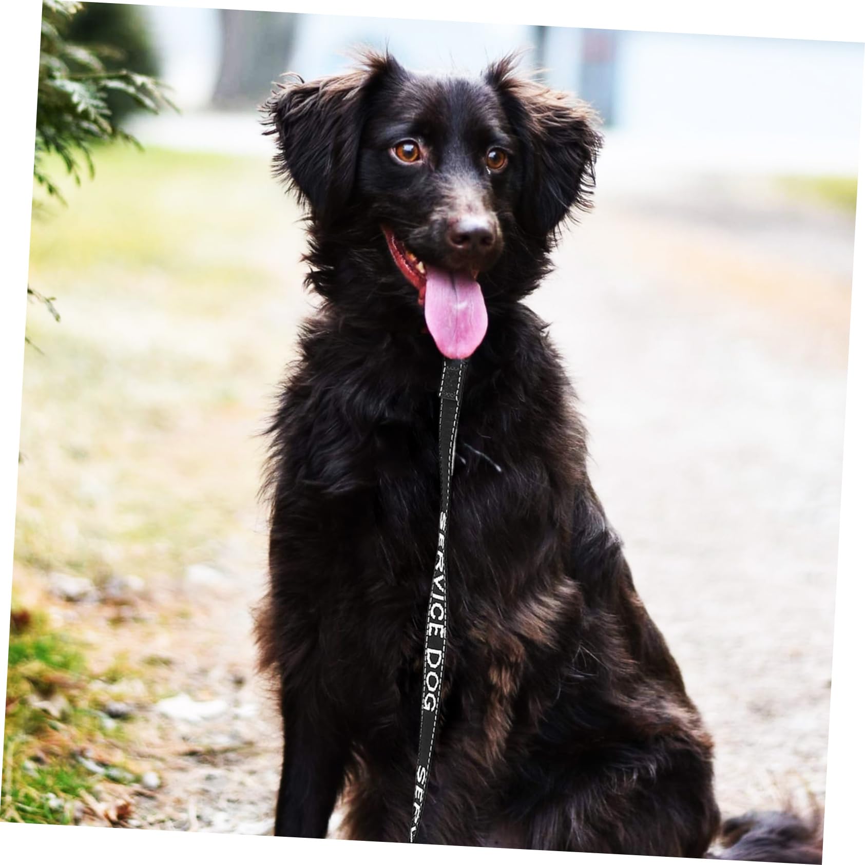 BESPORTBLE 5piezas Correa De Perro Portable Arnés Multi-Funcional Ligero Suministros para Cachorros para Paseos Al Aire