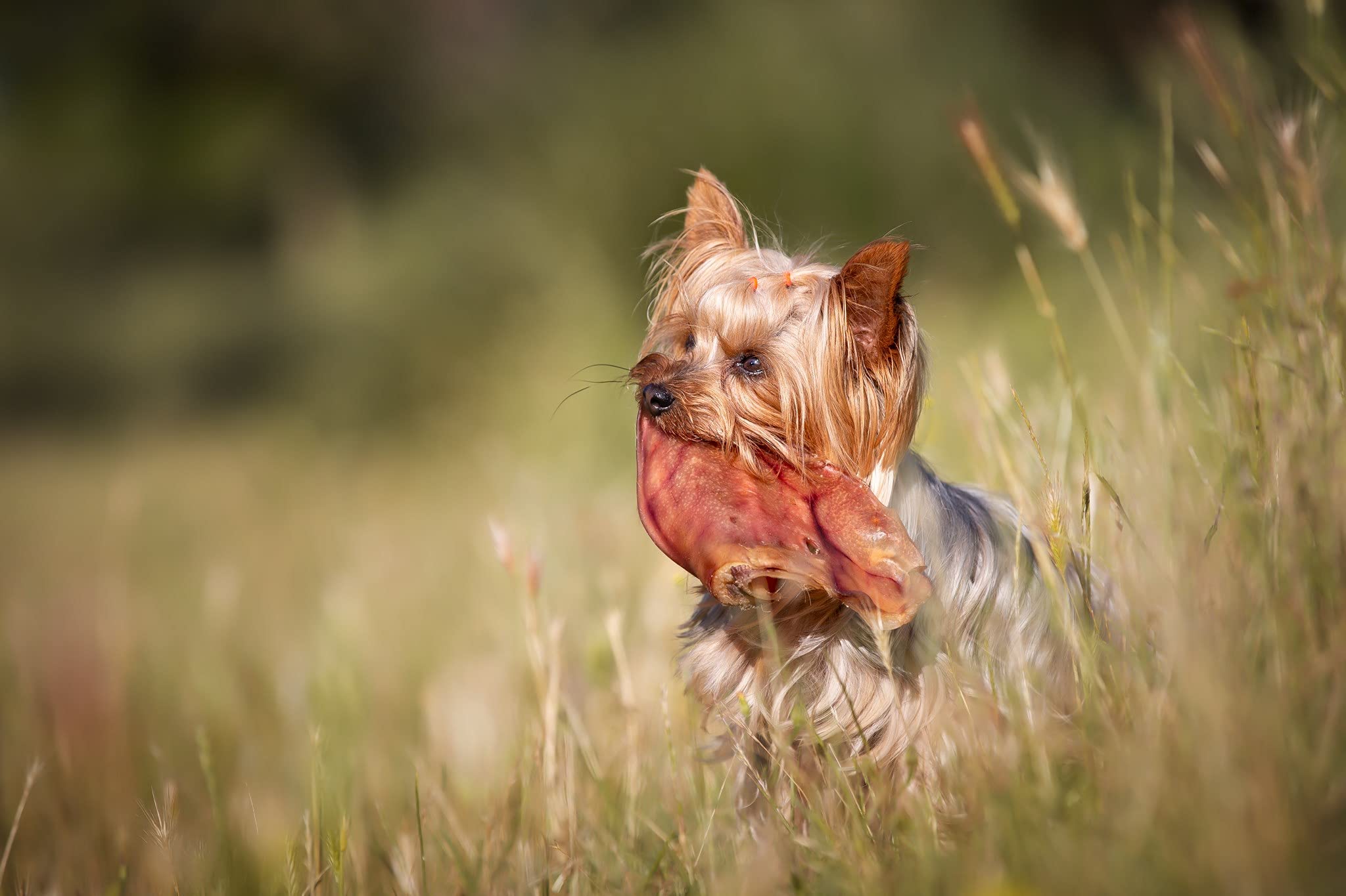 CROCI King Snack Oreilles de Porc pour Chien Taille Xxl 2 Pièces