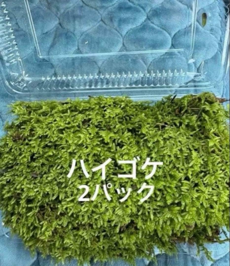 愛媛県産 大容量天然ハイゴケ 2パック 19.0&times;12.3&times;4センチパック使用