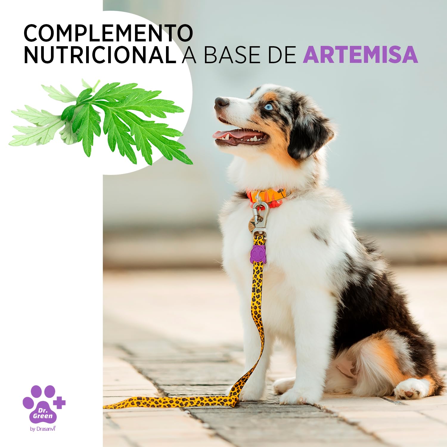 Drasanvi ARTEMIGREEN COMPLEMENTO NUTRICIONAL Perros | con Artemisa y ViItaminas | Apoyo Sistema Inmune Perros | Lesmaniosis Perro |Protección Mosquito leishmania |30 Comp= 1 Comp /15 kg Aroma Carne