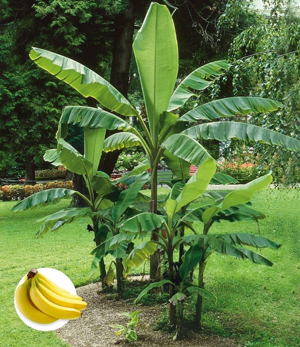 BALDUR Garten Winterharte Banane grn Bananenbaum Musa basjoo