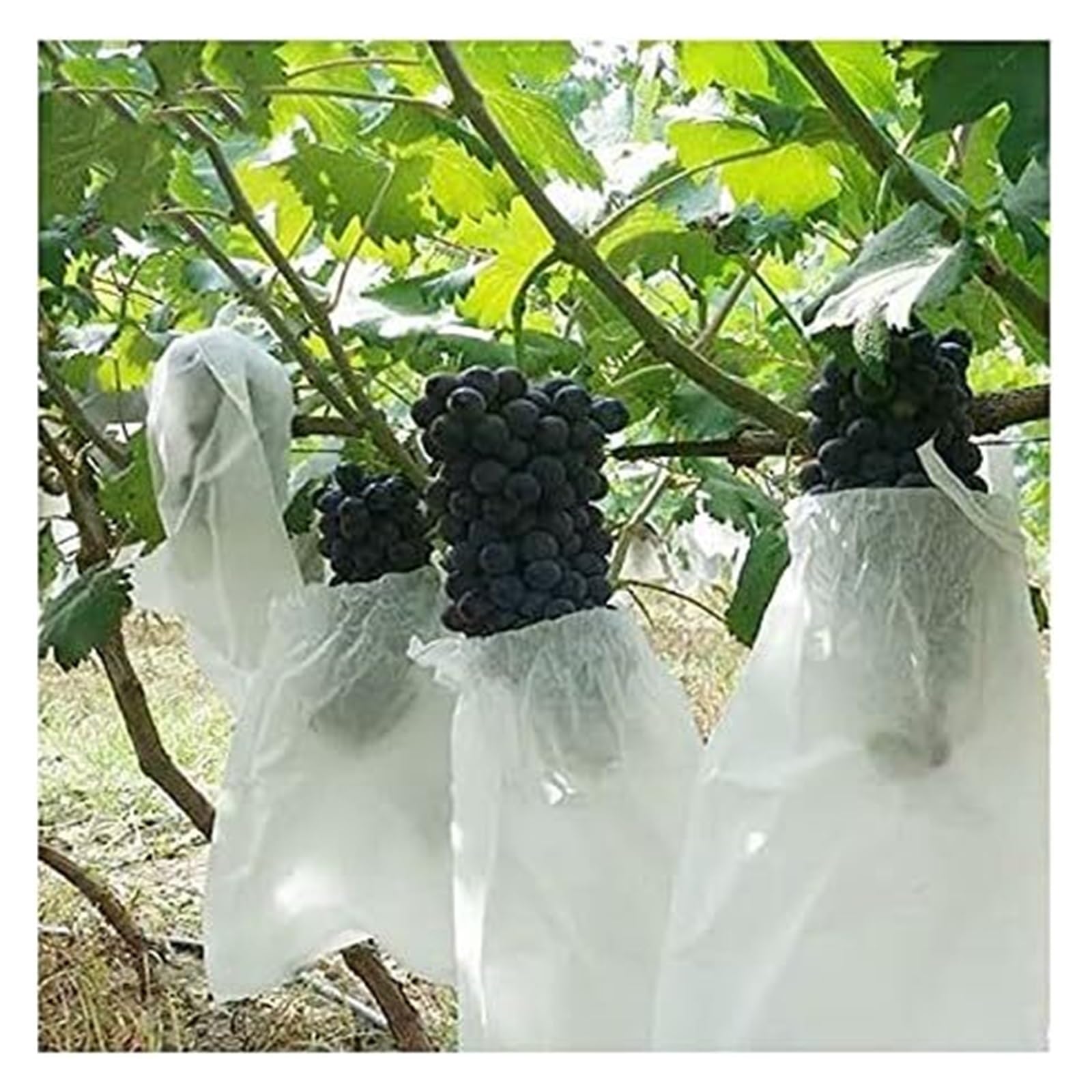 JFGCTYHXY Fruit protection bags, Vegetable Fruit Grapes Apples Anti-Bird Pouch, Agricultural Pest Control Protection Netting Bags, 50Pcs/set