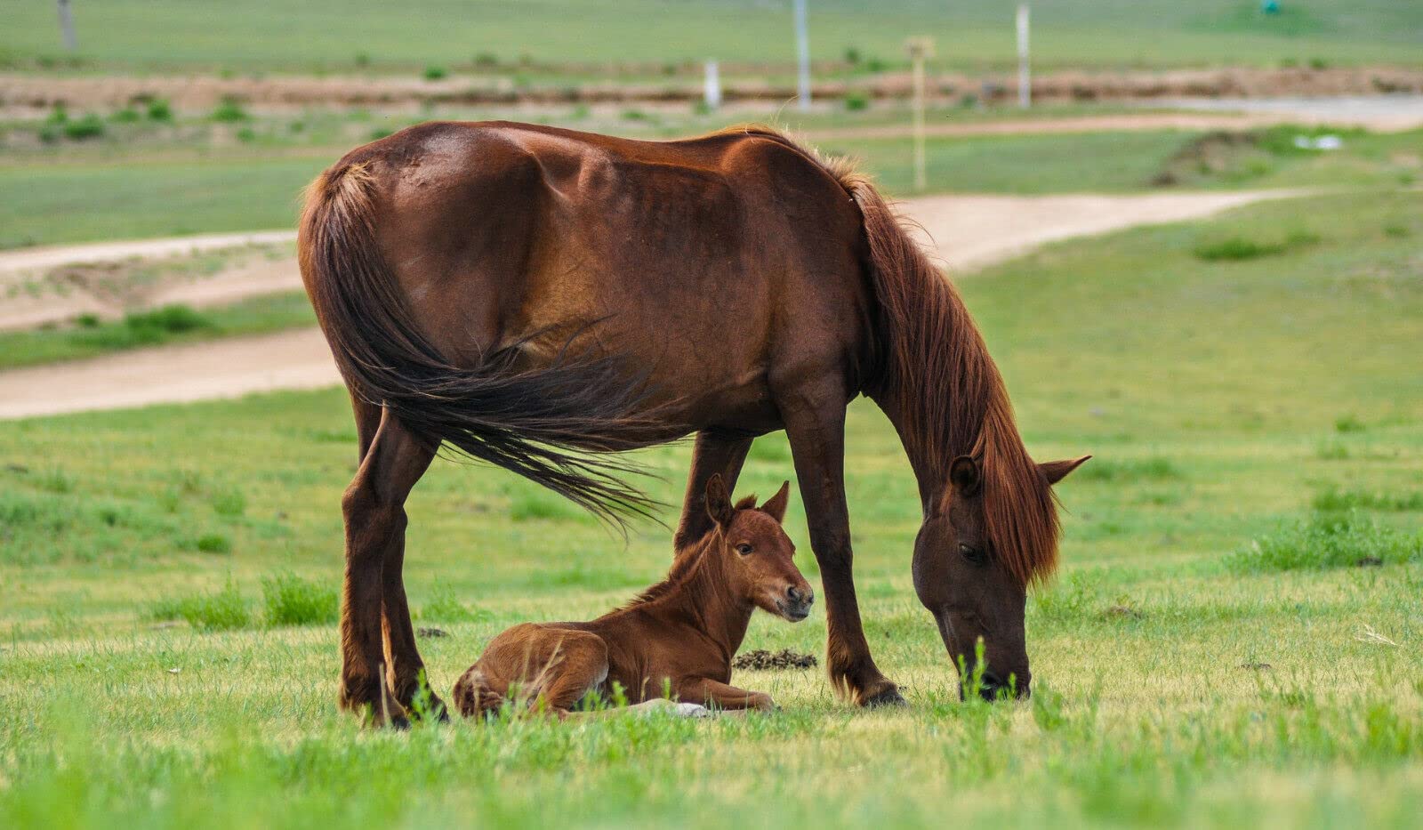 Scheidler Horse-direkt Hanföl für Pferde & Hunde, 5 Liter Kanister 100% kaltgepresstes Hanföl aus dem Natursamen Naturprodukt ohne Zusatz, auch zum Barfen