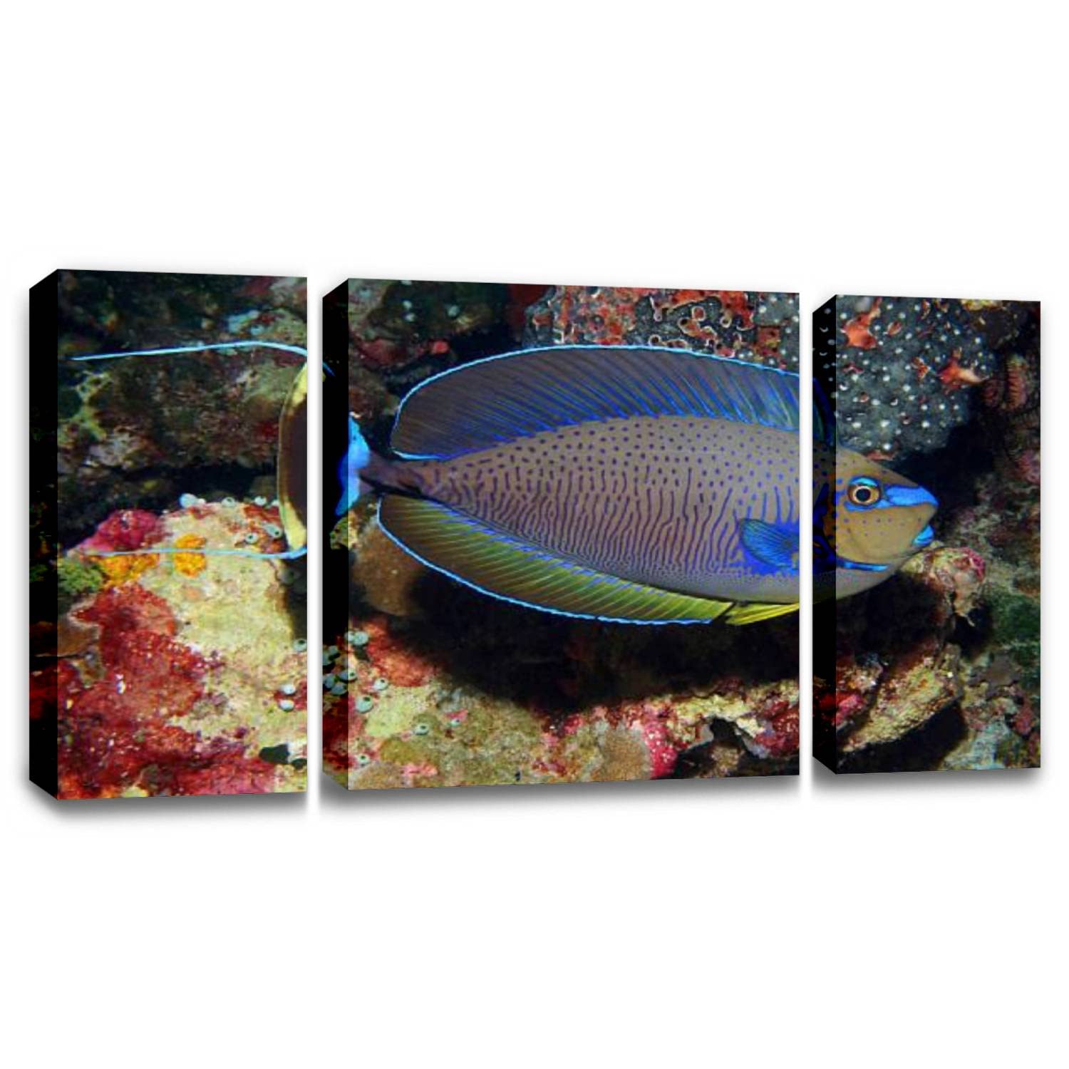 3 Panel Canvas Pictures Bignose Unicornfish on a coral reef Wall Art Prints Paintings Stretched & Framed Poster Home Living Room Decoration Ready to Hang