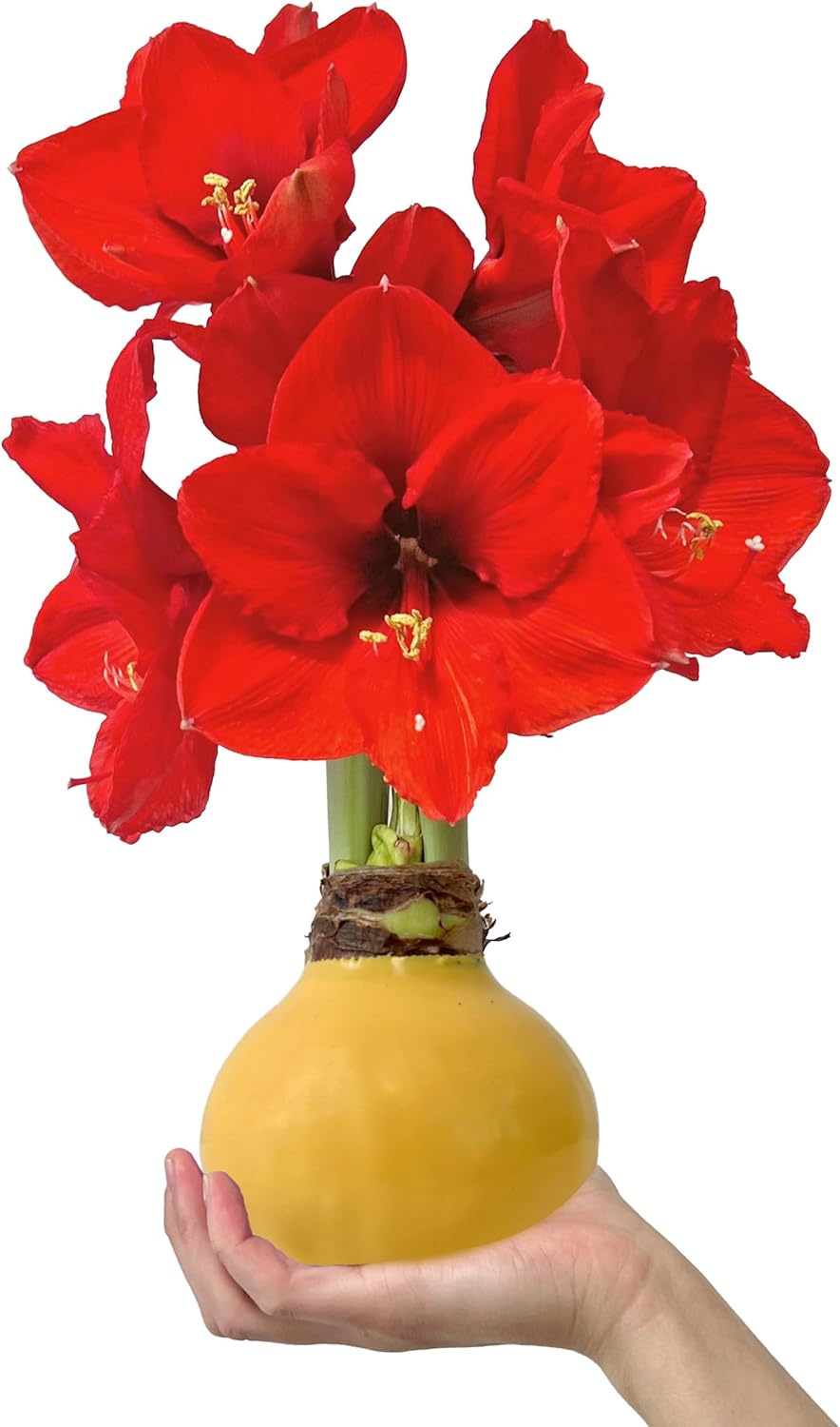 Yellow Wax Amaryllis Bulbs with Sovereign Blooms Great Gift for Fall Real