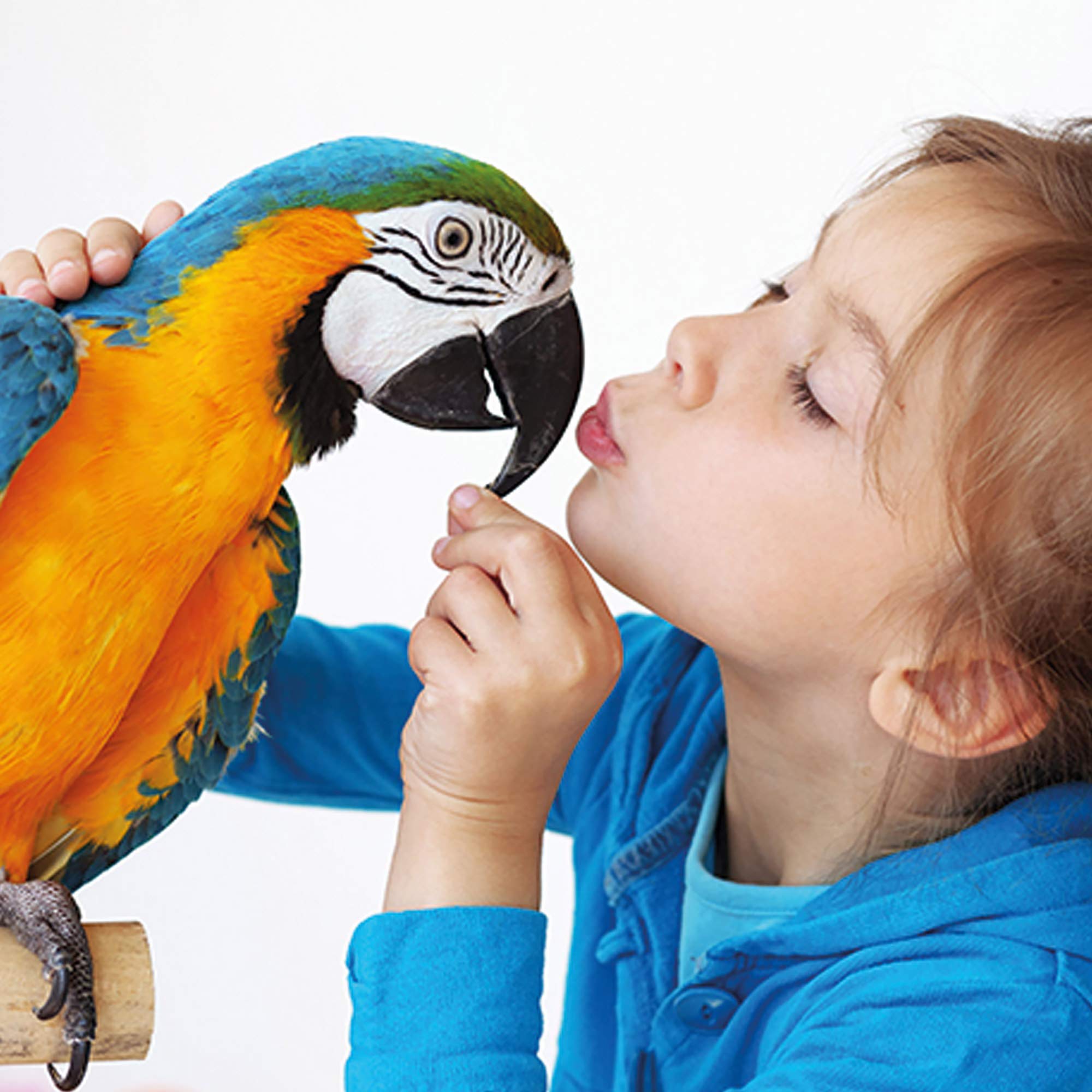 zooprinz Premium Vogelvoliere mit Kotschublade – aus hochwer-tigem Vollholz und verzinktem Draht – witterungsbe-ständig und langlebig – 3 Modelle zur Wahl (M) - vogelkäfig groß