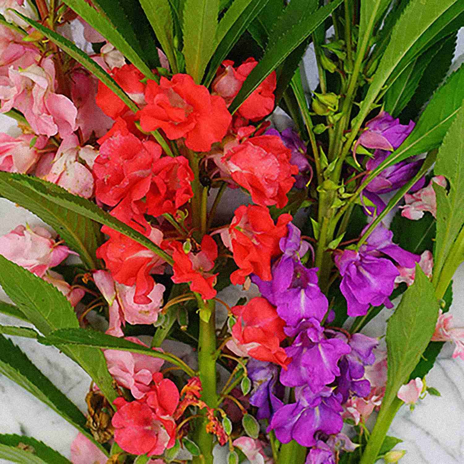 Zabbus Seeds Balsam Mixed Colour Flower Seeds Hybrid F1 Seeds All Season for Home Garden (50 Seed) 2