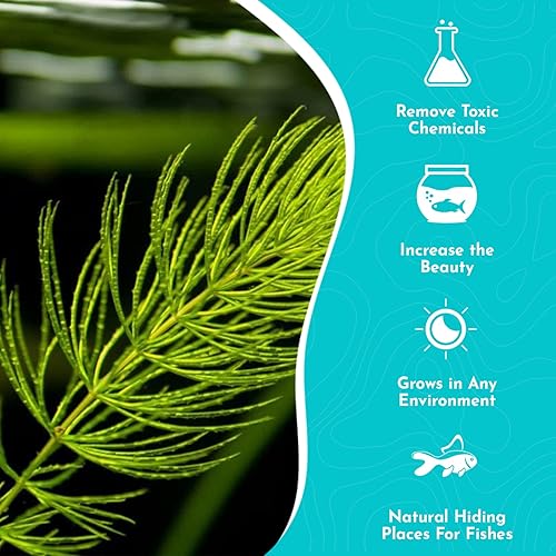 Miniatura 4 de CANTON AQUATICS Live Aquarium 1 Hornwort - Excelente oxigenador - Planta fácil de mantener - Eliminación del exceso de nitratos - Promueve la alta