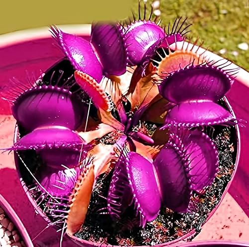 Nuevo 300pcs Venus Fly Trap Flower Seeds rojo Generic