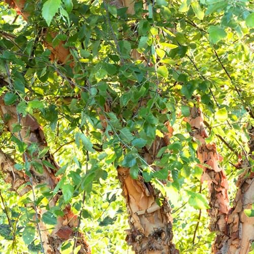 10 River Birch Unrooted Cuttings, Live River Birch Tree Not Plant, No Root For Planting Outdoor No Ship Ak, Hi #TOP2