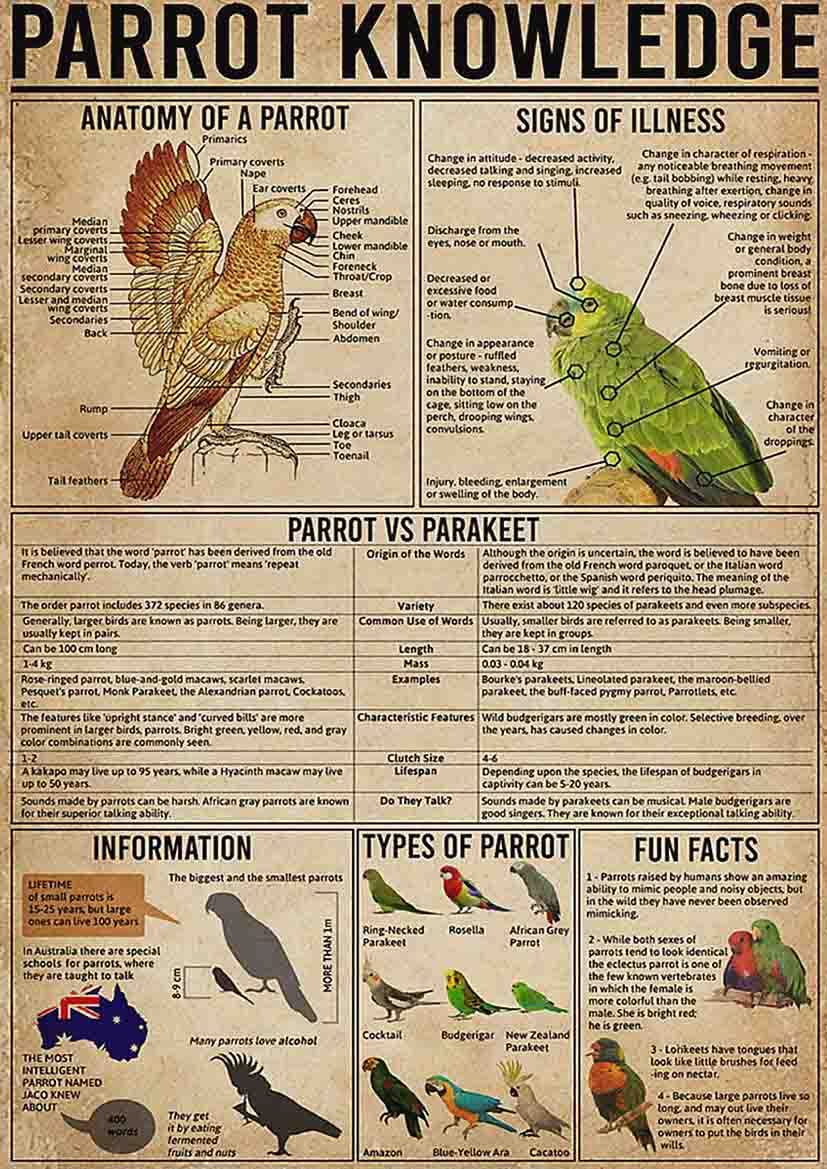Photo 1 of  ARA STEP Vintage Knowledge Posters Animals Kitchen Wall Decor Prints UNFRAMED D (297 x 420 mm / 11.7 x 16.5 inches, Parrot Knowledge) 297 x 420 mm / 11.7 x 16.5 inches Parrot Knowledge, Crocodile Knowledge