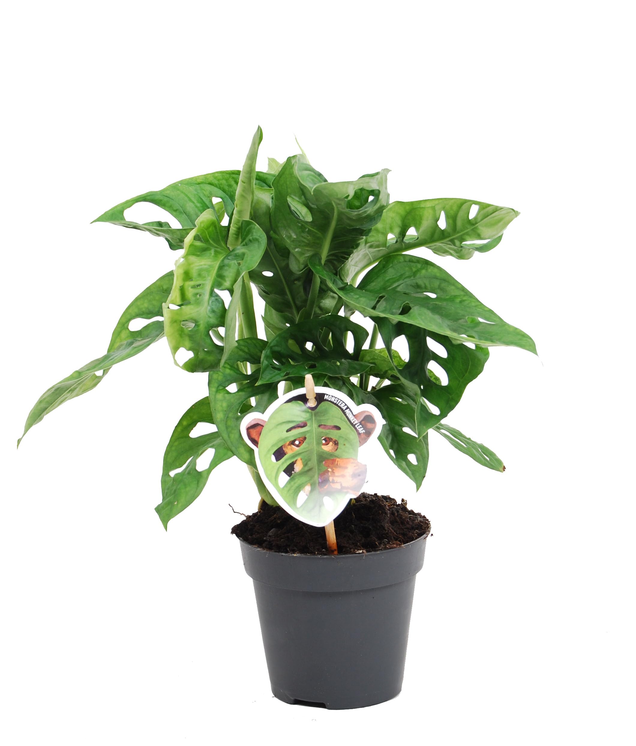 philodendron florida Philodendron 'Florida Beauty'