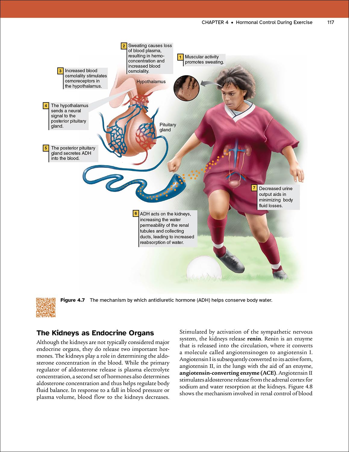 Physiology of Sport and Exercise