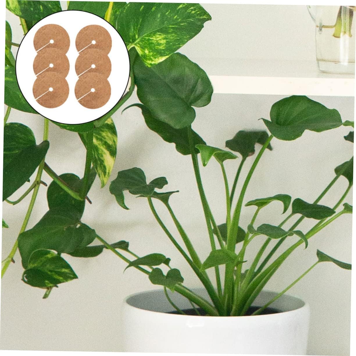 Sosoport 6 Pièces Embouts De Cordon Bois Pour Stores à Glands