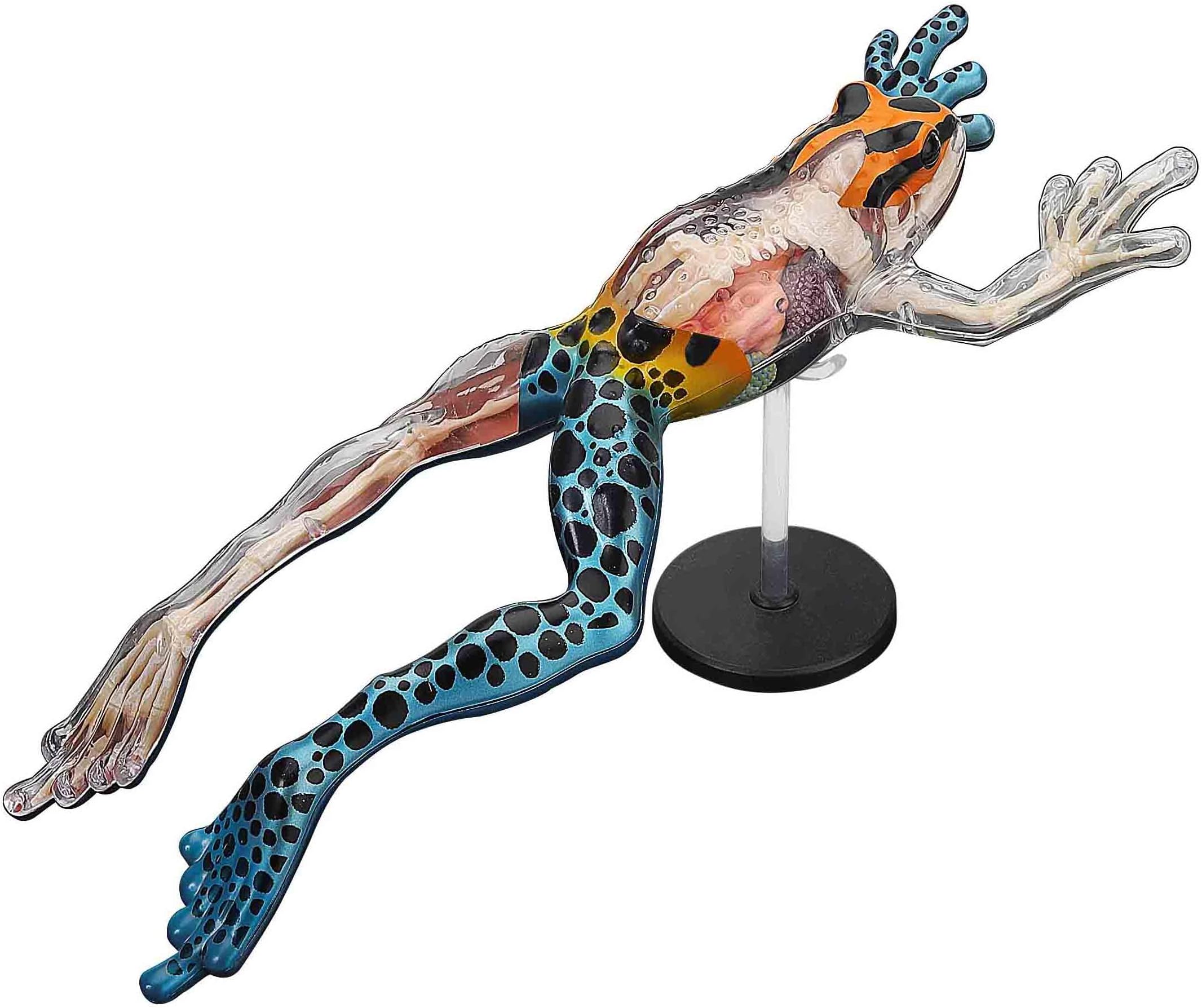 4D Vision Poison Dart Frog Anatomy Model - Medical Quality Collectible with Fully Detachable Organs and Body Parts