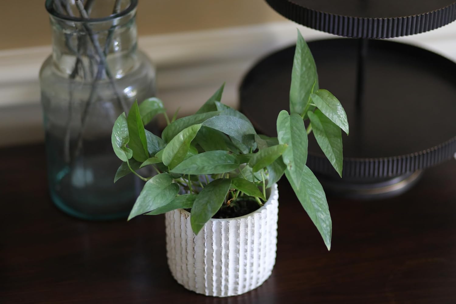PLANTVERS Cebu Blue Pothos Epipremnum Pinnatum in 3" Nursery Pot | Vining Plant | Lowlight Indoor Plant | Office Plant | Air Purifying Trailing Plants