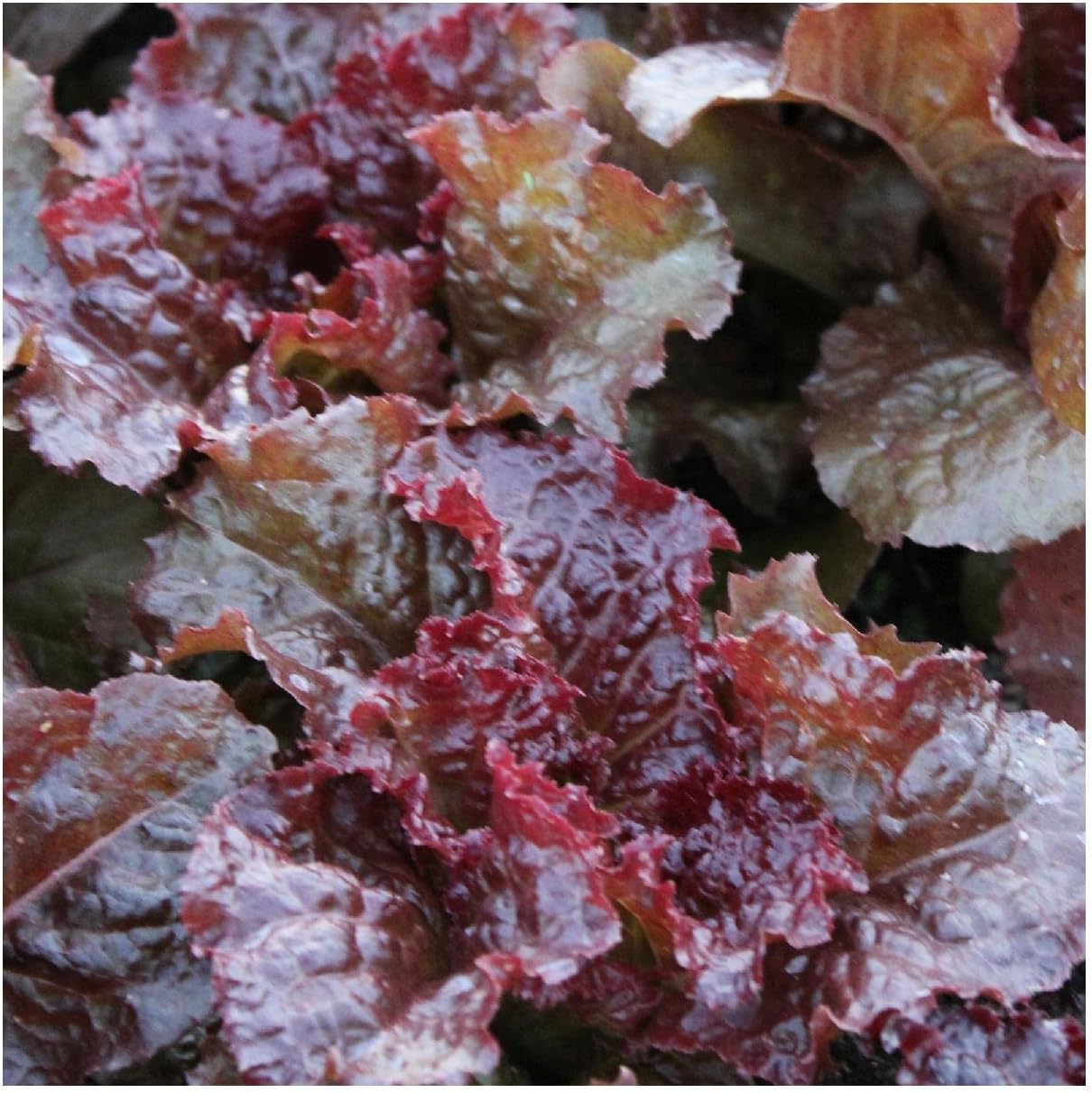 Everwilde Farms - 1/4 Lb Organic Flame Leaf Lettuce Seeds - Gold Vault