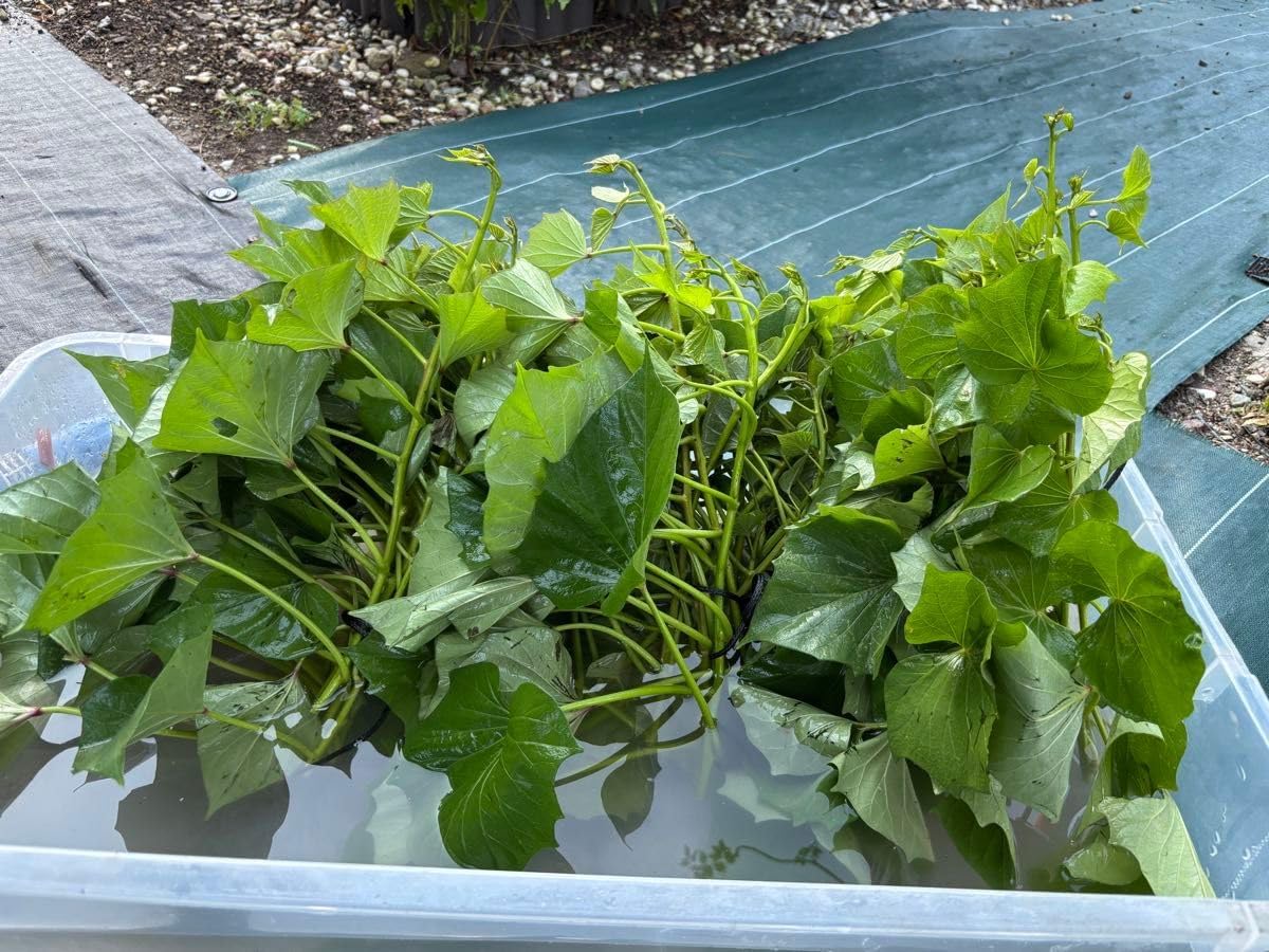 紅はるか100本シルク50本安納芋50本紅あずま50本金時50本 パ-プル50本 楽天市場】【予約】選べる！さつまいも苗 100本入り 紅はるか・シルク