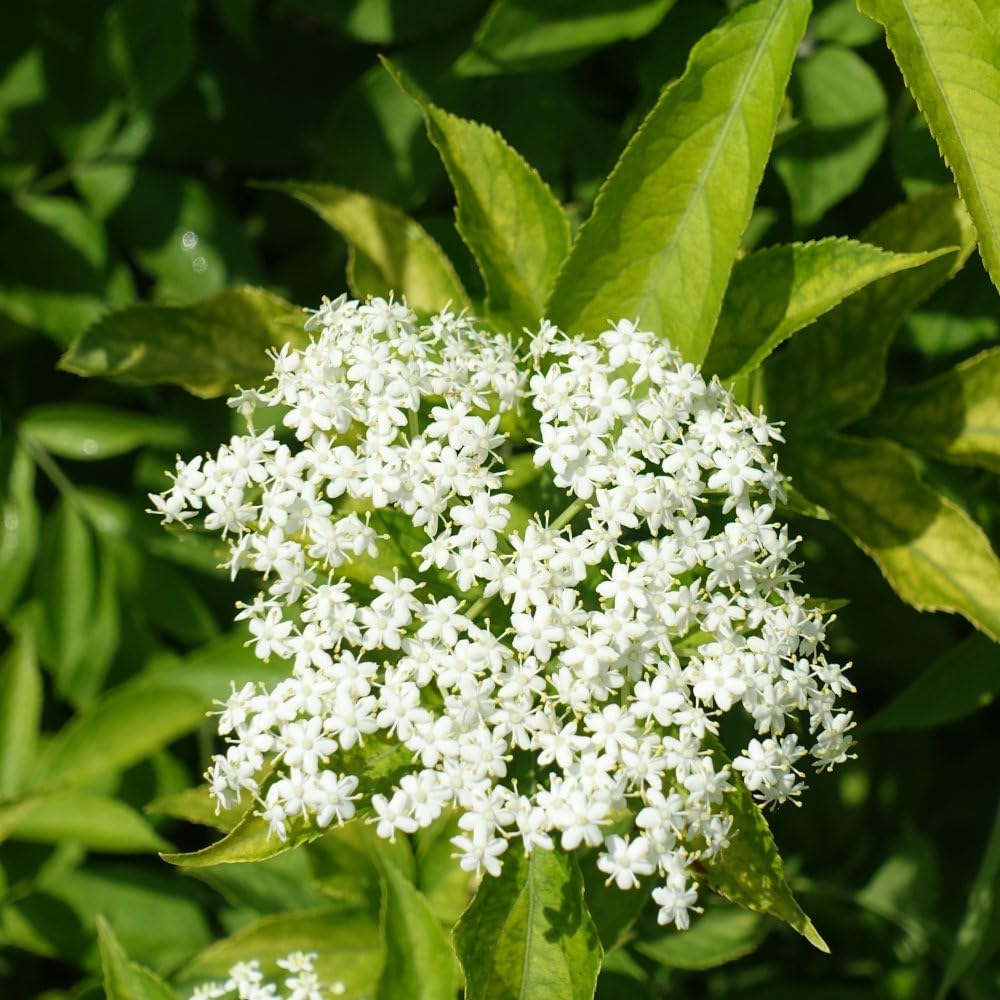 Sambucus nigra 'Golden Tower' - Upright Golden Elderberry Shrub with Vibrant Foliage | Summer Flowers and Berries | 300cm Height - 1x 10 Litre Potted Plants By Thompson & Morgan