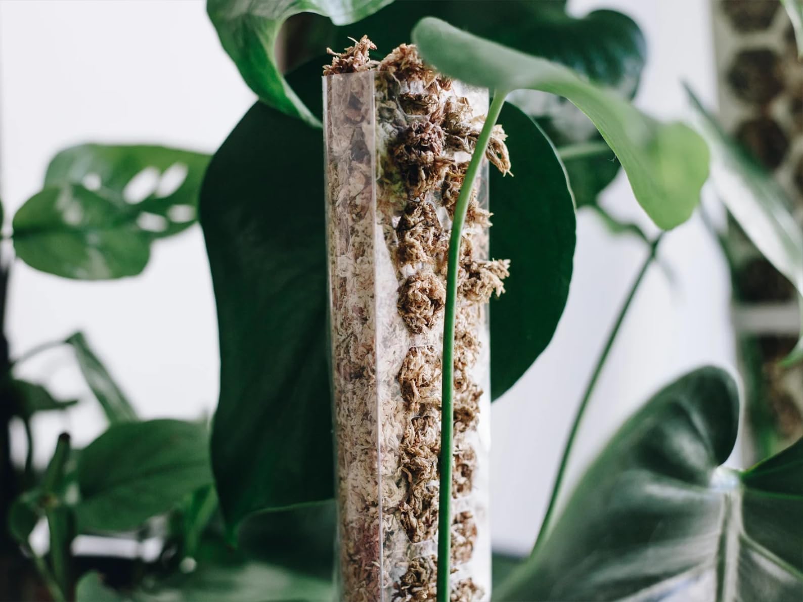 Nils der Pflanzenfreund Moss Stick [PlantScraper] 30 cm (S) / 10