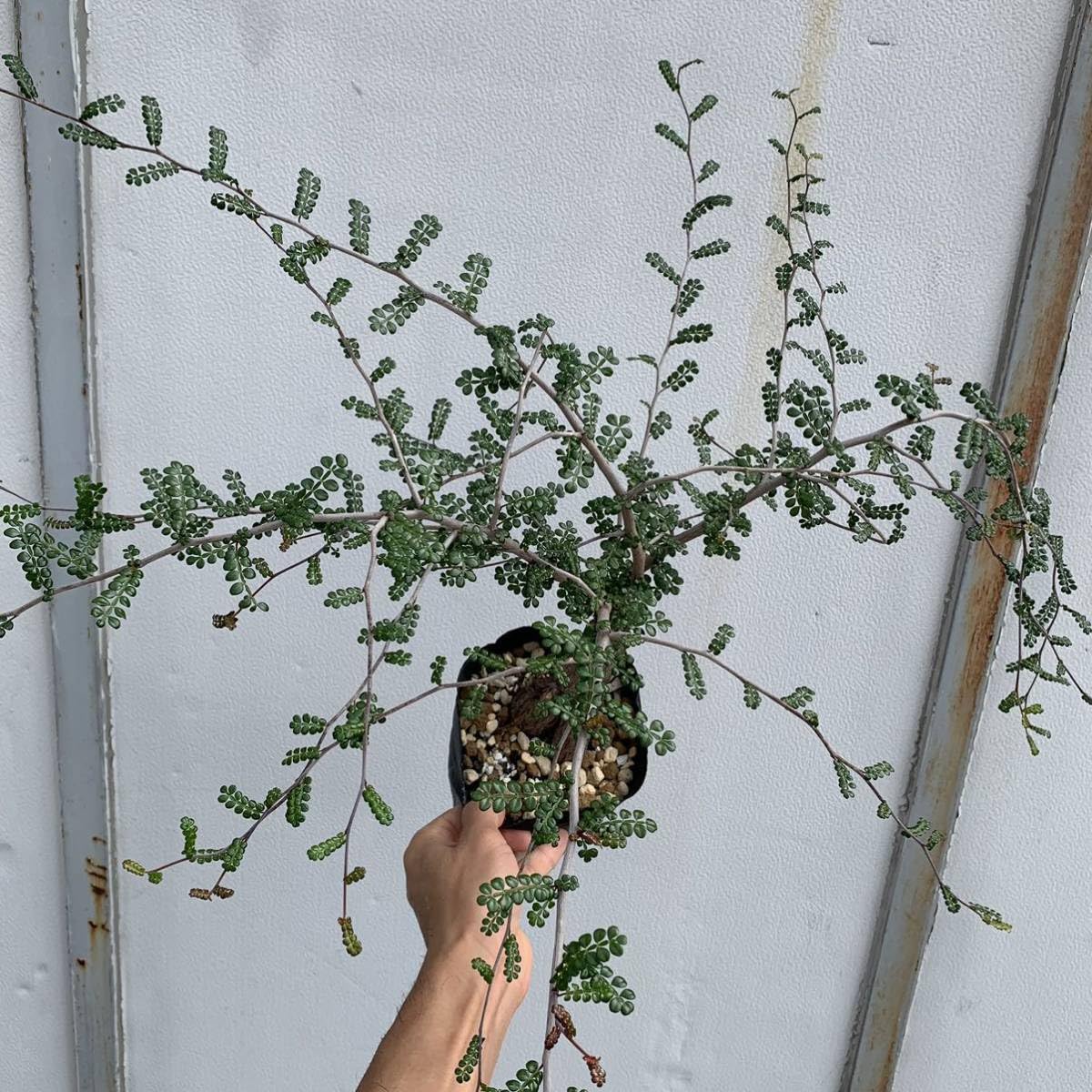 オペルクリア　デカリー Operculicarya decaryi オペルクリカリア・デカリー – Caudex