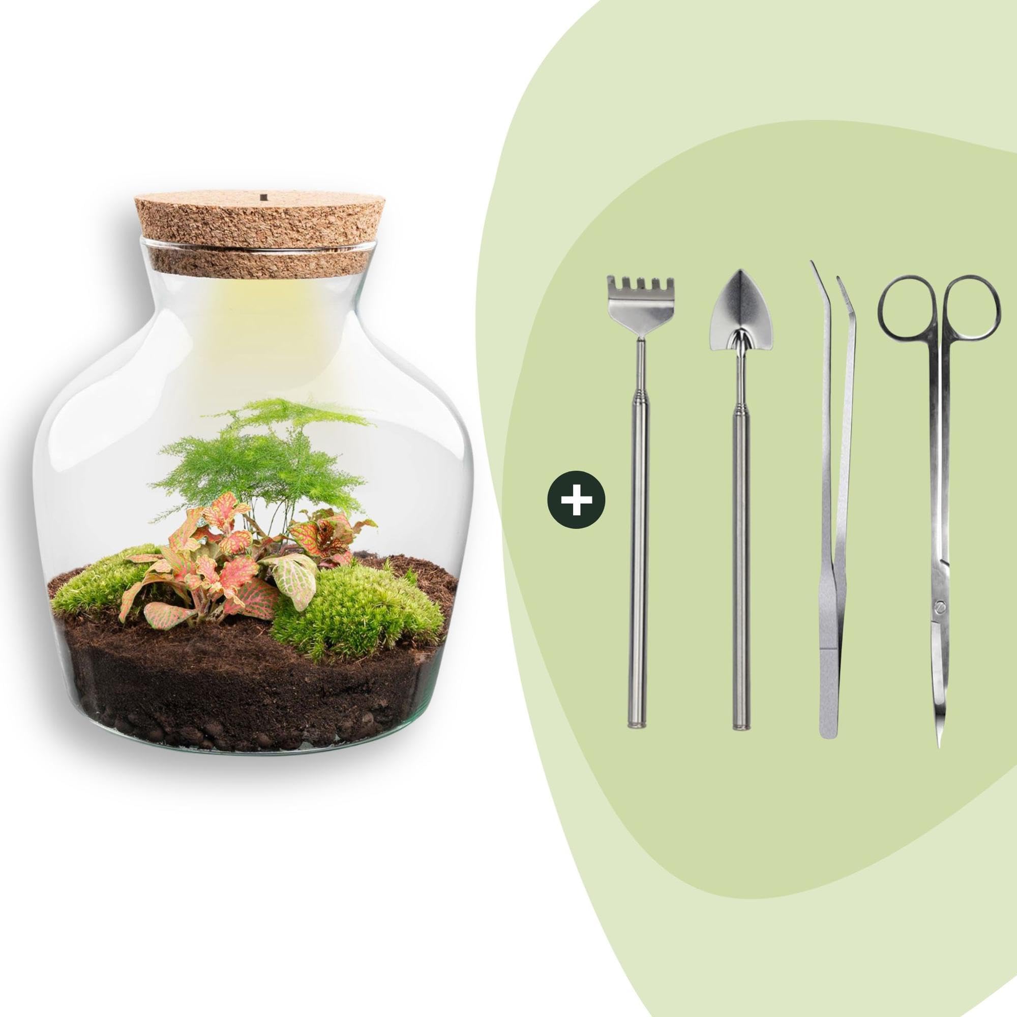 DIY Terrarium mit Kork, Deko für Zuhause, Grün, 21.5 cm Set mit Licht