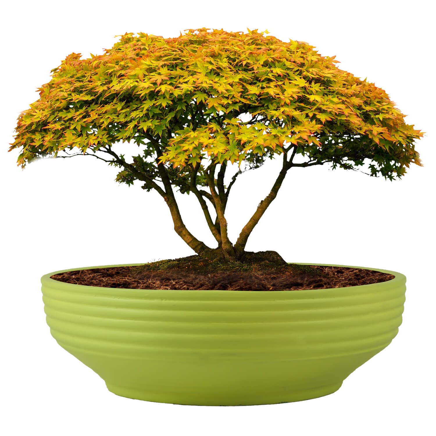 See full amazon price history chart for Lasaki Camry Big Antique Ceramic Pots for Indoor Plants, Planters, Flower, Pots, gamla, Outdoor, Balcony, Home, Garden, Office Decor, Succulent,Bonsai(D - 30 X H - 10 cm)(Plants not Included) Lasaki Camry Big Antique Ceramic Pots for Indoor Plants, Planters, Flower, Pots, gamla, Outdoor, Balcony, Home, Garden, Office Decor, Succulent,Bonsai(D - 30 X H - 10 cm)(Plants not Included) (B09RWMDSBP) Amazon Price History, Amazon Price Tracker