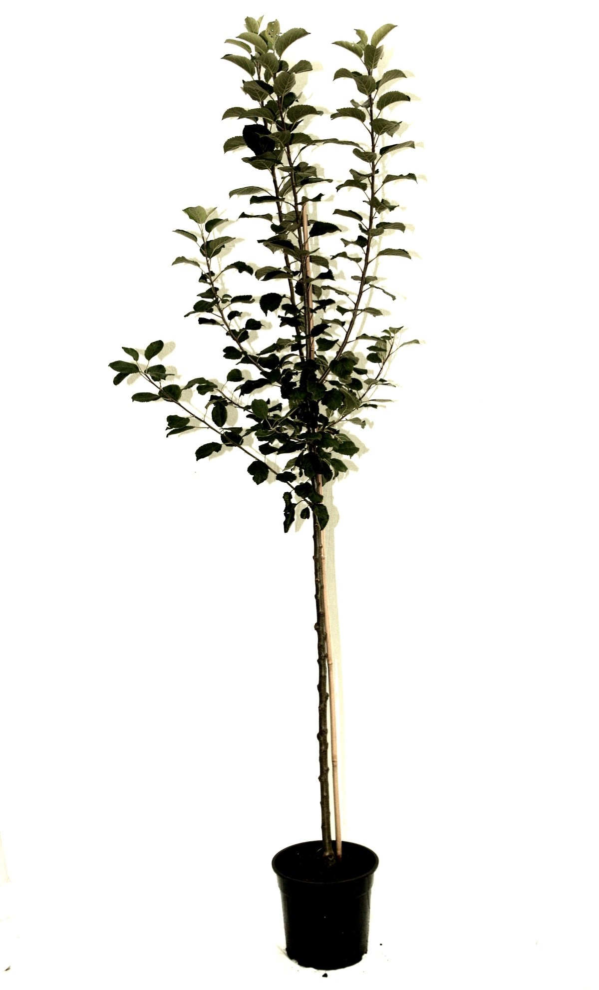 Malus domestica 'Goldparmäne' 175 cm – Winterhart, Mehrjährig, Pflegeleicht – Apfelbaum – Obstbaum für Garten & Obstwiese