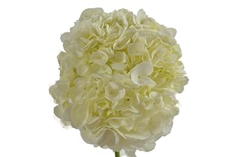 KaBloom-15 White Hydrangea Bouquet, Flowers for Valentine, Mother's Day