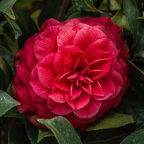 Camellia Japonica 'Principessa Baciocchi' Outdoor Garden Shrub Plant in Pot