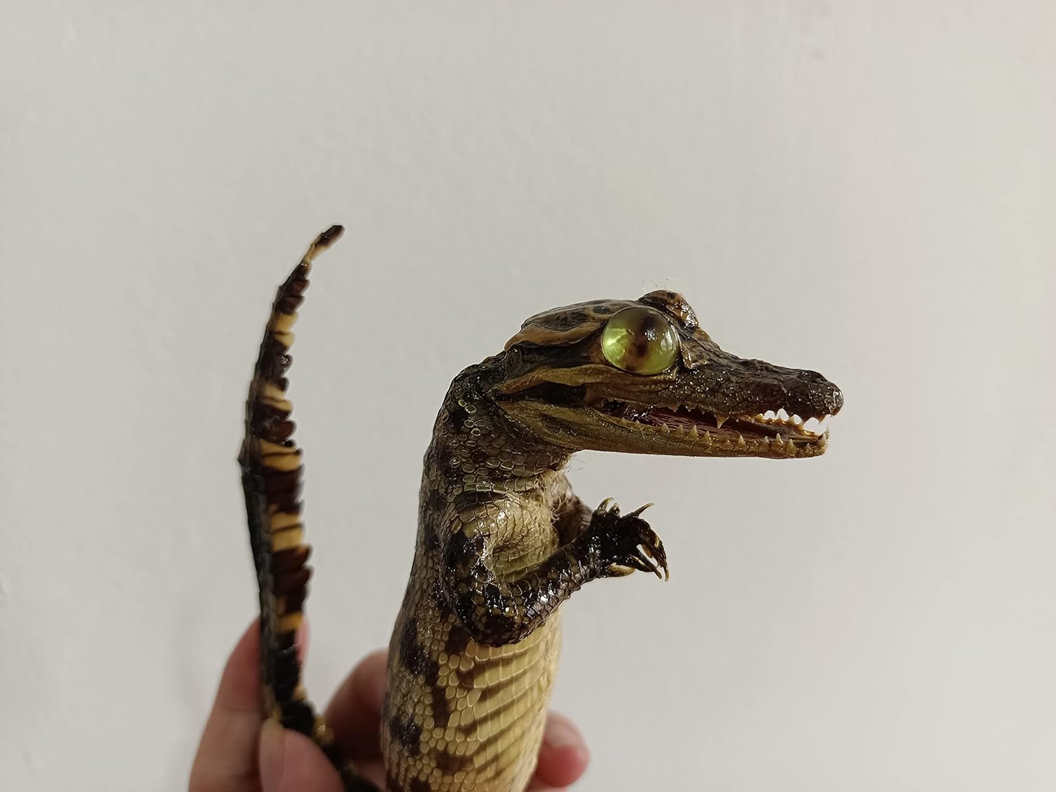 HOT 1/2/3/5/10 pcs Real Animal Skull Specimen Taxidermy Cleaned Skull Collection Fox, cat, Mink, Crocodile, Dog, Raccoon, Snake, Rabbit, Goat ，Muskrat，Nutria，Fox's paw (1pcs,Crocodile B)