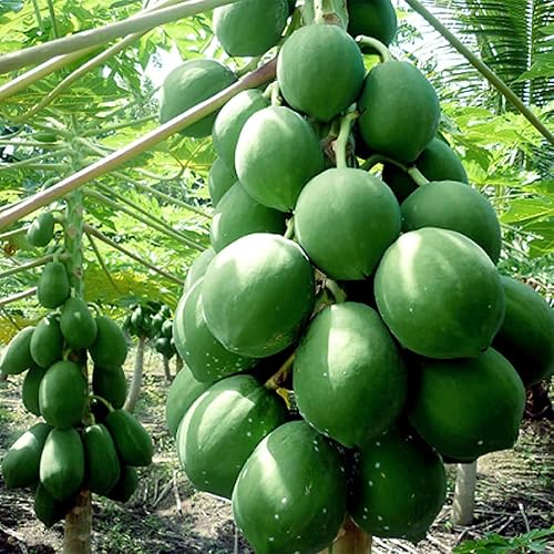 Miniatura 3 de QAUZUY GARDEN Más de 10 semillas de papaya enanas Waimanalo muy frescas y raras semillas de árboles frutales tropicales sin OMG, frutas nutritivas