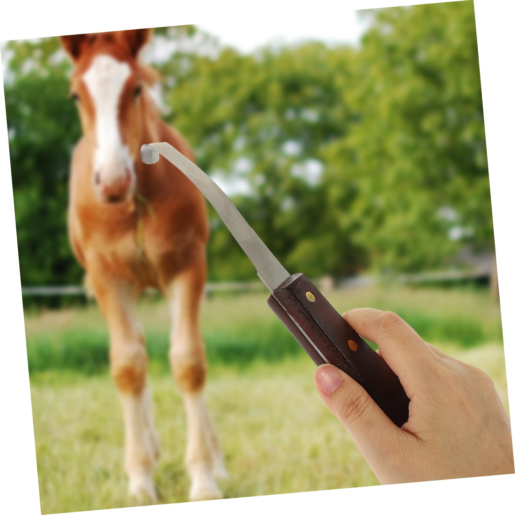 Couteau à Sabot Résistant la Rupture à Double Tranchant en Acier Inoxydable Poignée en Bois Ergonomique pour Usage Quotidien pour Soins des Sabots de Chevaux