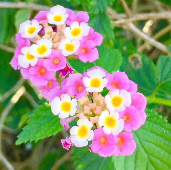350+ Lantana Flower Seeds for Planting,Perennial Mix Lantana Camara Flowers Seeds to Plant-Non-GMO Heirloom Mixed Color Flower Seed for Home Garden Outdoors