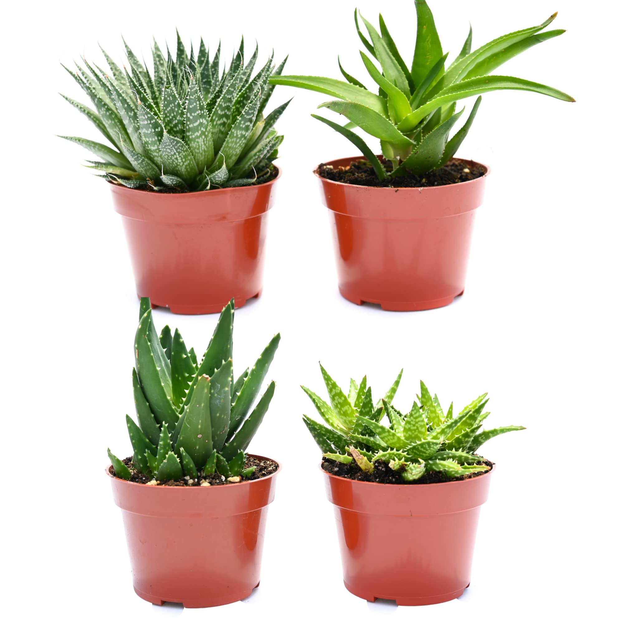 Live Aloe Succulents 4-Inch 4-Pack