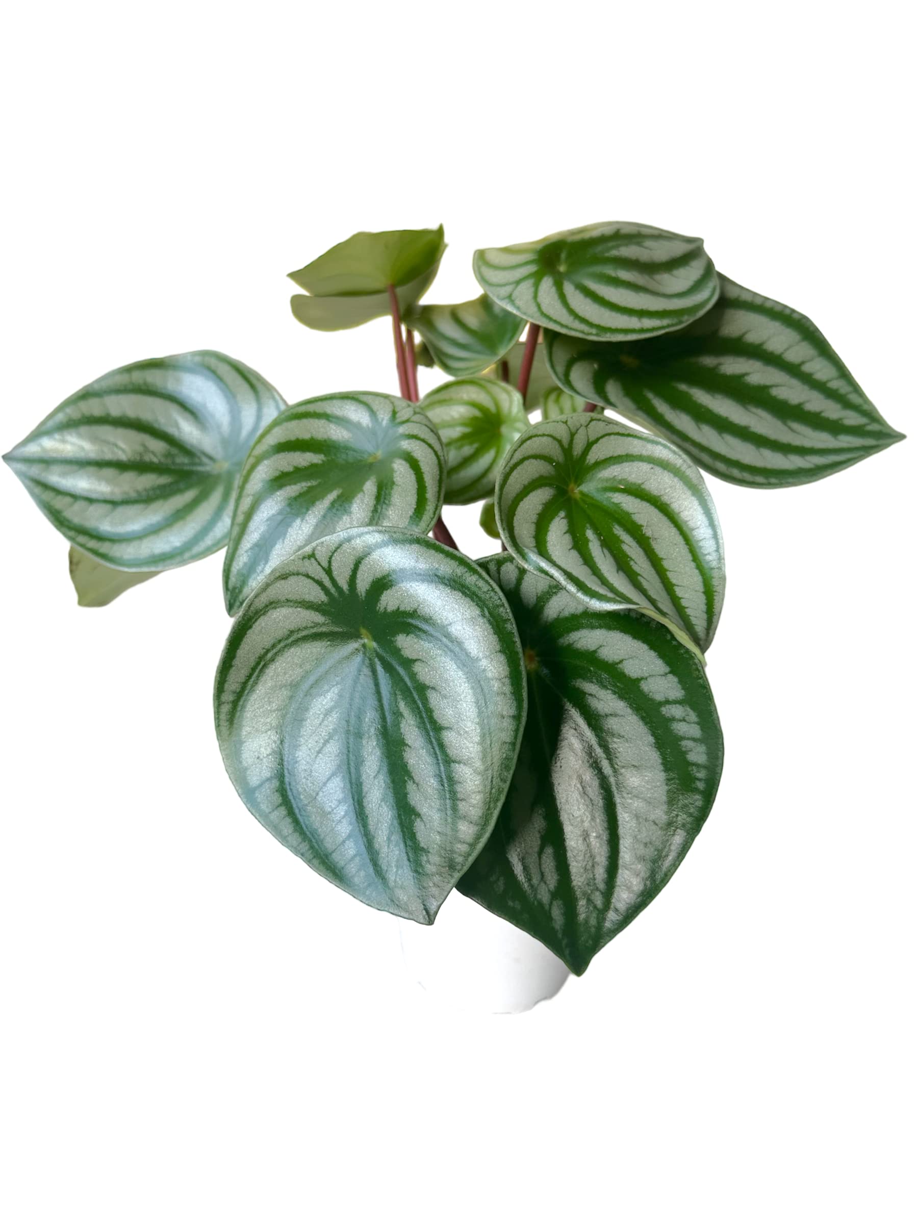 Watermelon Peperomia argyreia Hopewind