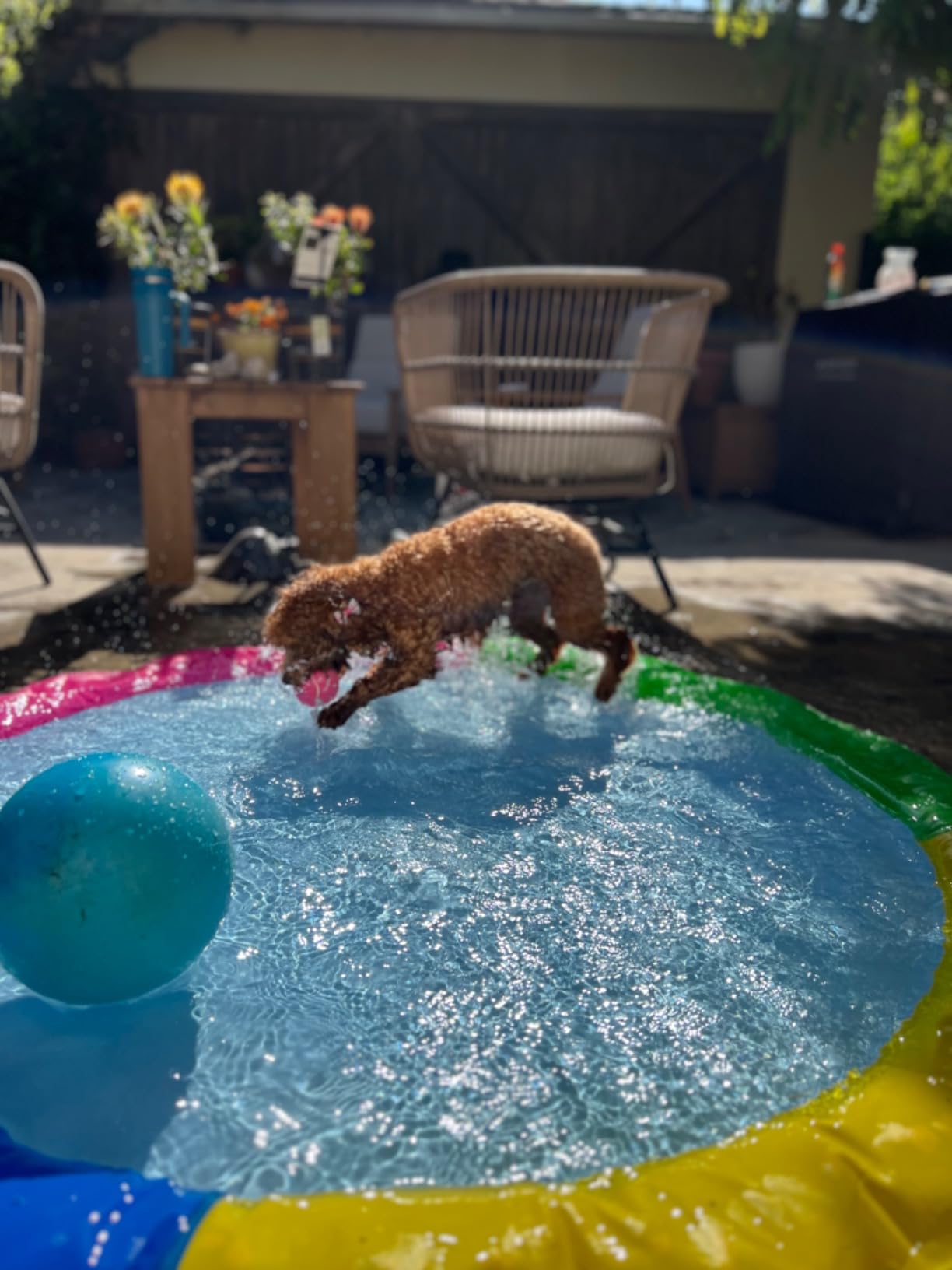 Perfect for Summer Pet Play!