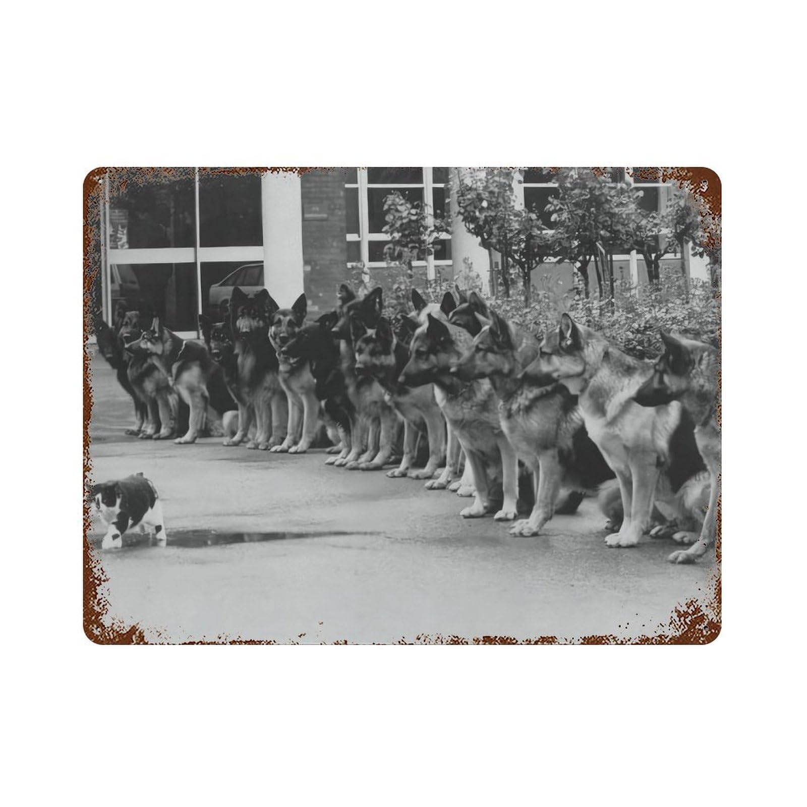 xiaoxiaoshen German Shepherds Staring at Cat Wall Decor Art Metal Tin Poster Modern Home Decor Art Home Bar Shop Decorations Vintage Sign 30x40cm
