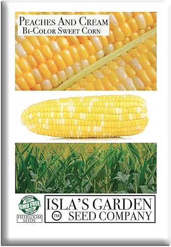 Semillas de maíz dulce bicolor "Melocotones y crema" para plantar, más de 25 semillas por paquete, semillas de jardín de Isla (semillas de jardín de