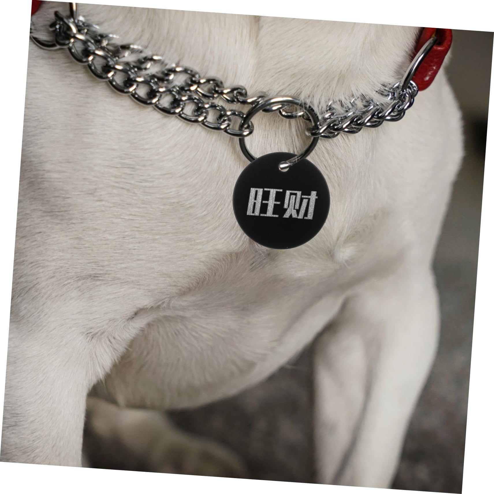 TEHAUX 80 Stk Leeres Etikett Blanko-erkennungsmarken Für Haustiere Stanzrohlinge Aus Metall Metallrohlinge Zum Stanzen Haustiermarken Für Hunde Edelstahlrohlinge Armband Metallisches Wort