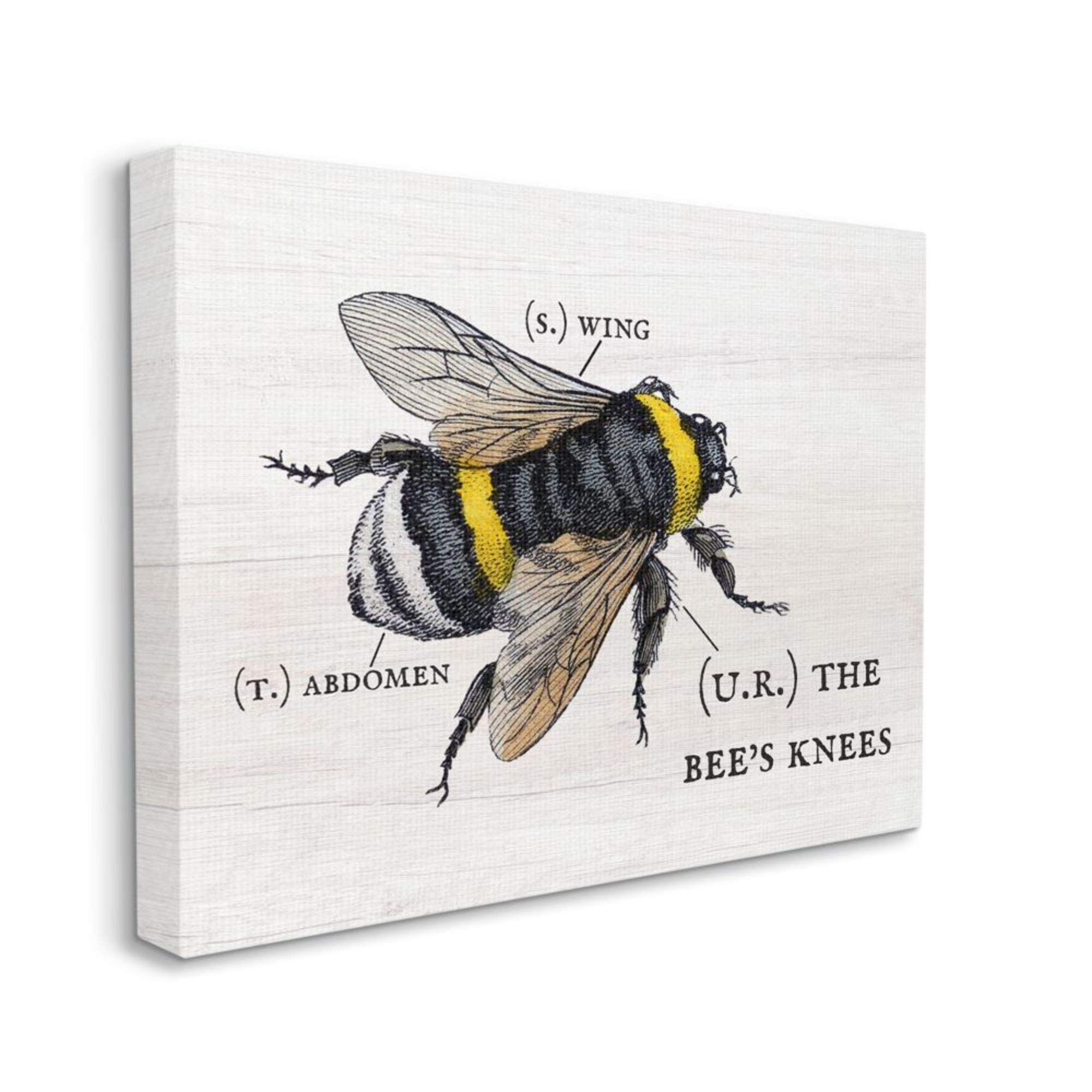 Stupell Industries Anatomy of Honey Bee Pun Charming Bee's Knees, Gallery Wrapped Canvas, 1.50" x 16.00"