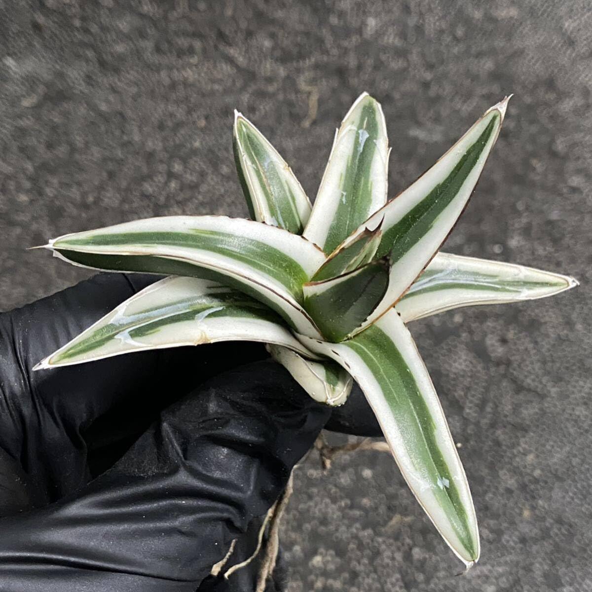 多肉植物アガベ 氷山 小株 2株同梱 発根済 Amazon.co.jp: 多肉植物アガベ 氷山 極上小株 発根済 : DIY