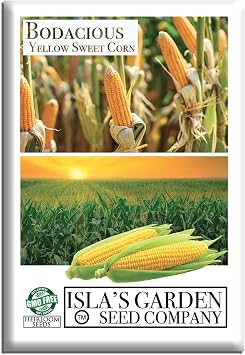 Bodacious RM Sweet Yellow Corn Seeds Zea mays 50+ Non-GMO Heirloom Seeds by Islas Garden Seeds, Super Sweet & Tender Kernels, High 90% Germination, Perfect for Grilling & Fresh Eating, Gift Ideas