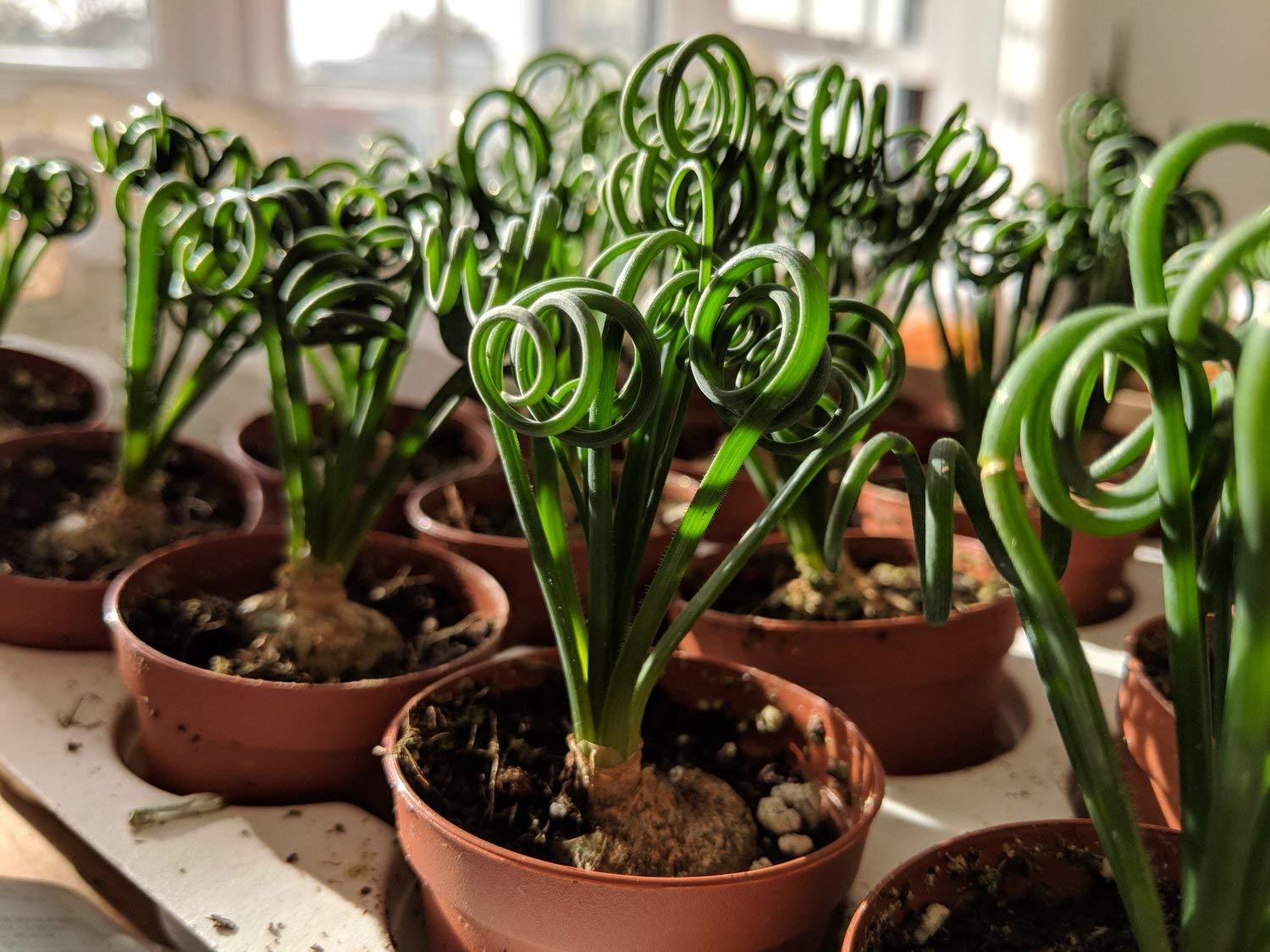 STUDIO SEED Live Plants Indoor | succulent plants live | Albuca Spiralis Succulent Live Plant AKA Frizzle Sizzle (B09NW1RCLL) Amazon Price History, Amazon Price Tracker