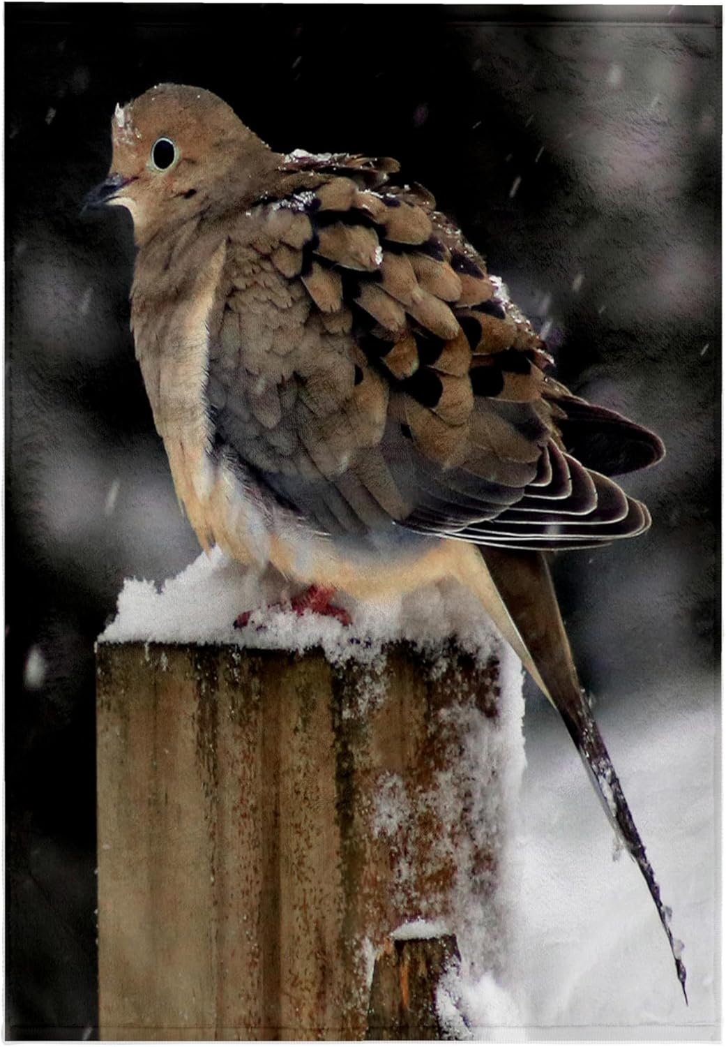 3dRose Photograph of a Mourning Dove Trying to Stay Warm During a Snow Storm. 22x30 Bath Hand Pool Towel