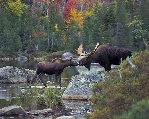 Rompecabezas de 300 piezas para besar alces, vida silvestre, ciervo, mural, medallón, accesorios, suministros escolares, rompecabezas educativo y